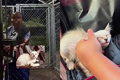 “Estamos arrasados”: Protetores ficam indignados ao descobrir o que aconteceu com o gato recém-doado e vão à porta do adotante