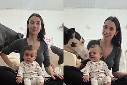 Mãe grava vídeo com a bebê, mas dogues alemães roubam a cena e encantam a internet