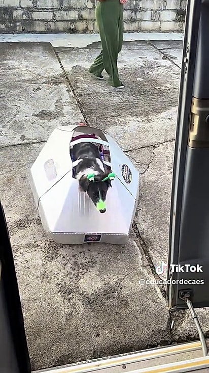 A border collie usa cadeira de rodas e adaptou seu veículo como uma nave espacial.