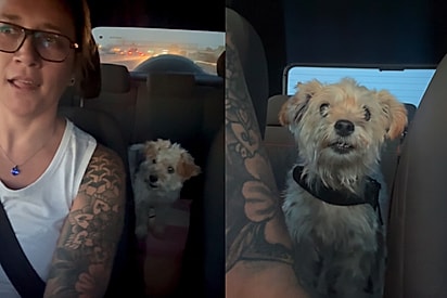  Resgatada das ruas, cadelinha começa nova vida trocando ideia com a tutora como se entendesse tudo no caminho para o novo lar.