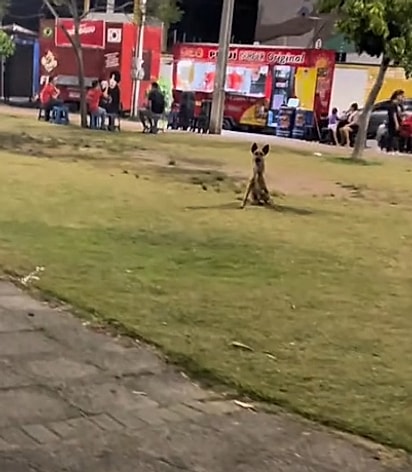 O cão sempre ia de encontro a ela. 