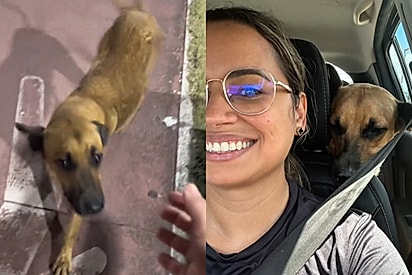 “Ele corria atrás do meu carro”: vira-lata caramelo decide seguir carro e tem o destino mudado