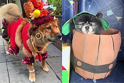 De Carmen Miranda a Chaves: creche canina promove desfile de Carnaval e vira sensação nas redes sociais.