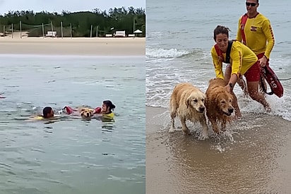 Golden retrievers são salvos por guarda-vidas após serem arrastados por correnteza em SC.