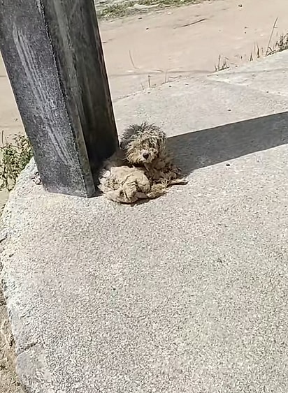 O que parecia ser um pano velho era um cachorro.