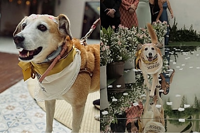Ela já foi invisível: cachorrinha resgatada protagoniza momento mais lindo do casamento.