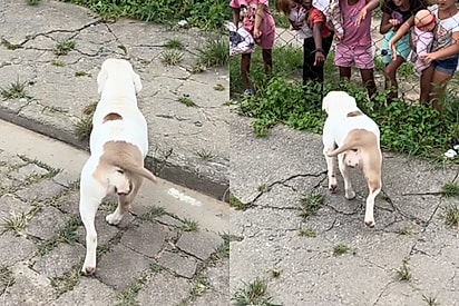 Cadela perigosa corre em direção a crianças em bairro de Mogi das Cruzes e desmonta um dos maiores preconceitos sobre cães.