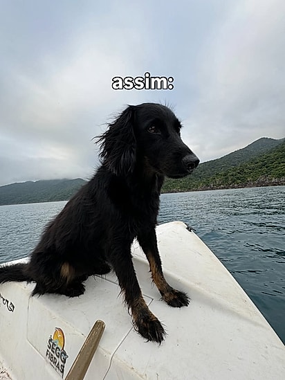 Quando Haole foi adotado, ele era todo pretinho.