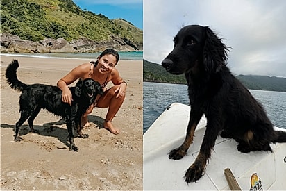 Resgatado nas ruas, cachorro todo pretinho muda de pelagem e chama atenção.