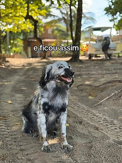 Muito provavelmente Haole tem vitiligo.