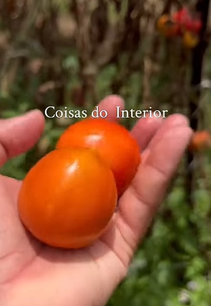 Cães podem comer apenas tomates bem maduros.