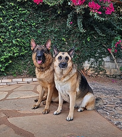 Hazel e Gorky são os amores de sua tutora.