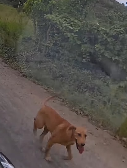 O cão começou a correr atrás do carro.