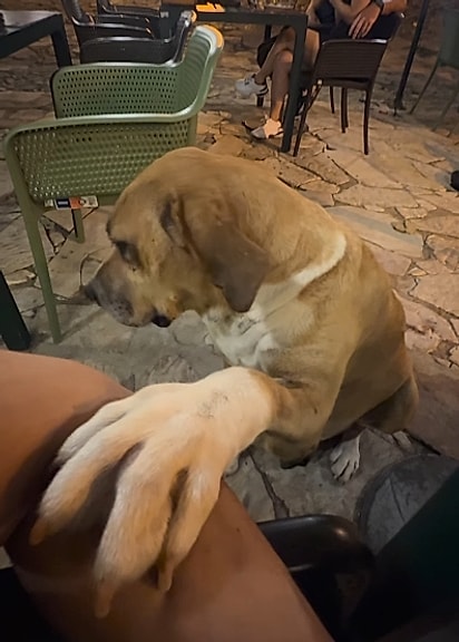 Um cão caramelo apareceu e colocou a patinha nele.