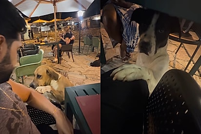 “Gangue da patinha”: Unidos, cães bolam estratégia perfeita para arrancar petiscos de turistas e truque nunca falha