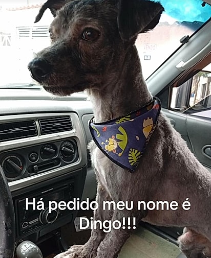 Como ele ficou após o banho e tosa.