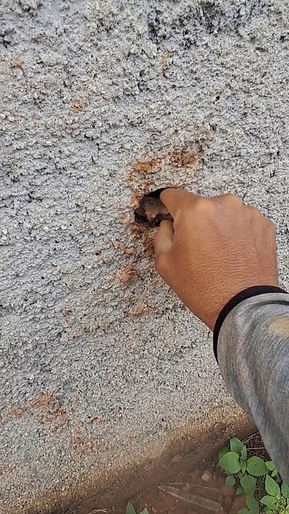 Leonardo percebeu a movimentação e tirou o barro do ninho.