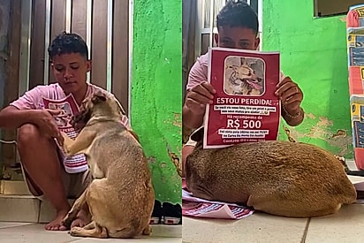 Cachorrinha pede desculpas ao protetor após passar 30 dias desaparecida