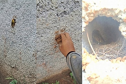 Trabalhado de obra salva filhote preso e registra reencontro com a mãe