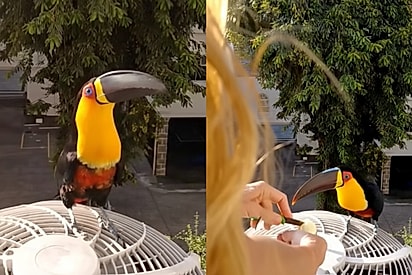 Cliente exigente: Tucano chama atenção aos gritos para garantir o lanche do dia em janela de Copacabana.