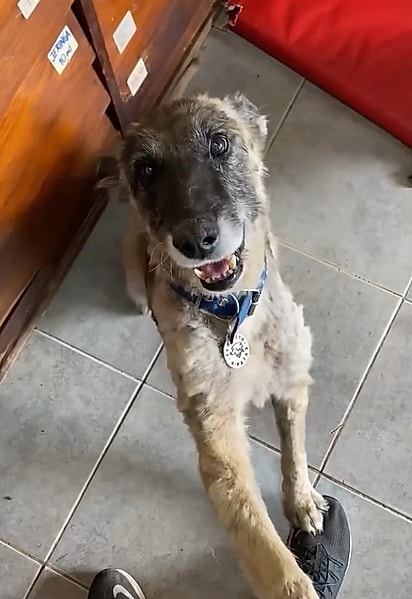 Aloe foi resgatada em circunstâncias extremas, coberta de piche e sem forças, mas encontrou em mãos bondosas a chance de recomeçar.