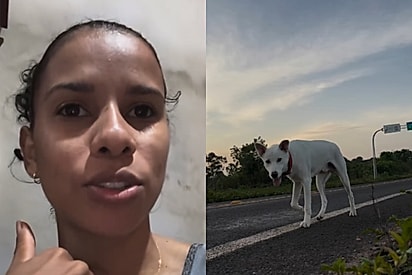 “Celular no chão, plano em ação”: Corredora não imaginava que seria traída por vira-lata estrategista, e treino vira perseguição