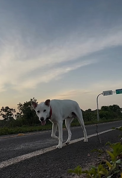 O meliante se aproximando. 