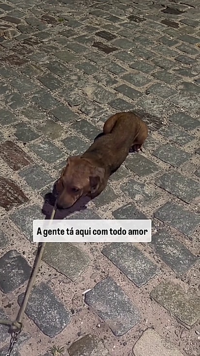 Luna já iniciou o tratamento contra a sarna.