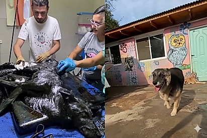 “Naquele dia, Aloe renasceu”: Após 9 horas de dedicação, voluntários salvam cachorra coberta de piche e emocionam milhões