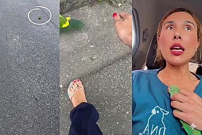 “O destino me guiou até ele”: Veterinária de aves erra o caminho e avista pequena mancha verde se debatendo no asfalto