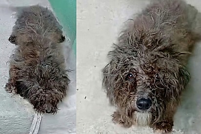 “Agora você tem um dono, vou te levar pra casa”: Cão abandonado parece entender promessa e reação derrete corações