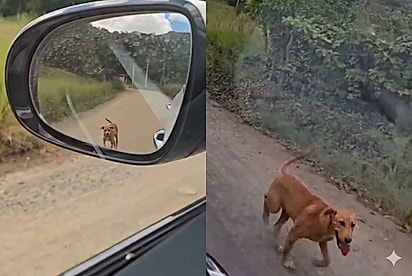 “Quem vê pensa que abandonei”: Após ganhar comida, cão corre atrás do carro que o ajudou, e motorista toma atitude surpreendente