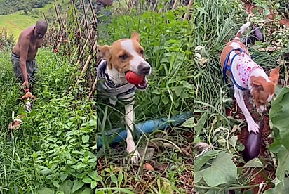 “Melhor companheiro do mundo”: Cão do interior ajuda tutores na lida da roça e esforço na colheita chama a atenção
