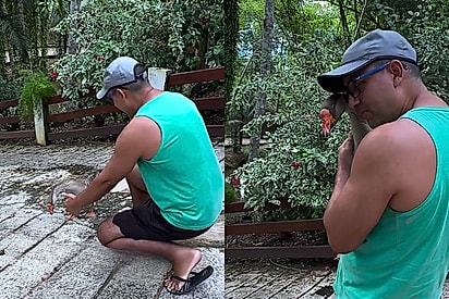 Conheça Chico: um ganso que gosta de abraços e de recepcionar hóspedes em uma chácara