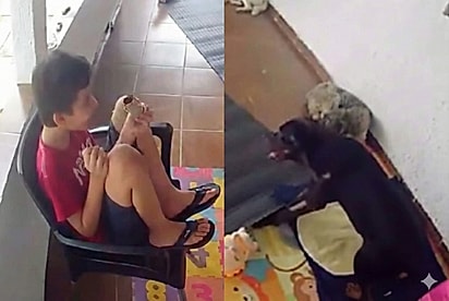 “Olha, ele tá de pé”: Crianças vibram de alegria ao ver cão idoso em recuperação se levantar e cena emociona a família