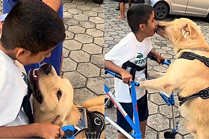 Menino PCD conquista melhor amigo golden e amizade emociona a internet.