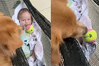 Pega a bola, irmãozinho: Golden tenta ensinar bebê a brincar e cena derrete a internet.