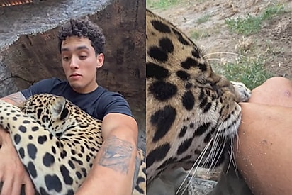 “Ela é neném!”: Onça adulta surpreende ao “mamar” no braço do cuidador