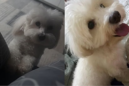 Cão que ficou 4 dias ao lado do tutor falecido recebe nova chance e começa a sorrir novamente.