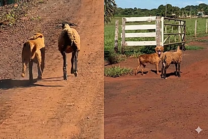 “Nem tudo que é diferente precisa ser separado”: golden e ovelha viralizam com amizade improvável