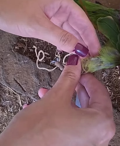 A ave estava com um barbante preso na pata e asa. 