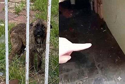 “Nunca vi filhotes tão lindos e bem cuidados”: Cachorrinha que vivia em casa abandonada protege filhotes até o resgate chegar