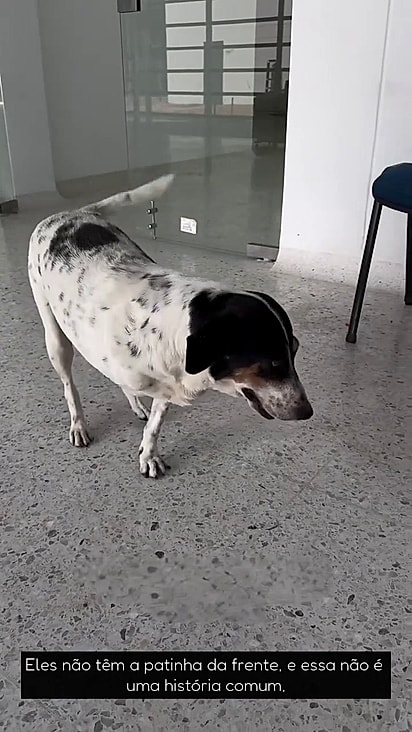 Nubi já é uma cadela adulta que não tinha perspectiva de lar.