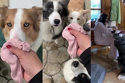 Cães pareciam zangados após tutores voltarem da maternidade — então casal cria plano para apresentar o novo integrante da família