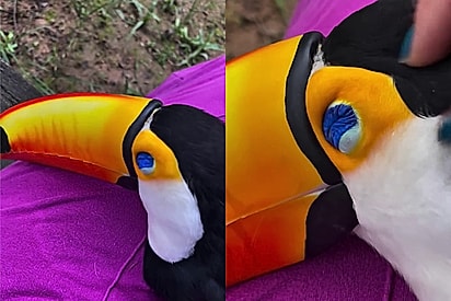 Quem resiste? Conheça Aurora, a tucaninha que prefere o colo da tutora a qualquer poleiro