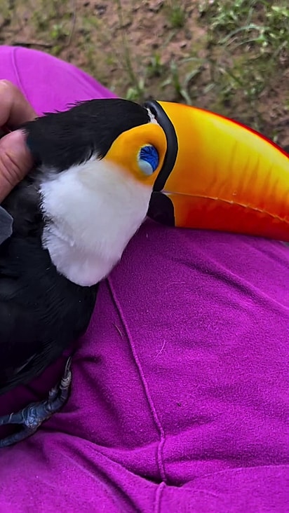 A arara foi resgatada e reabilitada por Michelle.