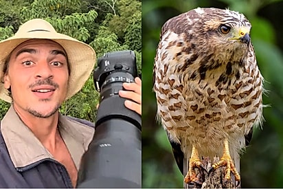 Fotógrafo compartilha registro de gavião-carijó e foto esconde detalhe encantador.