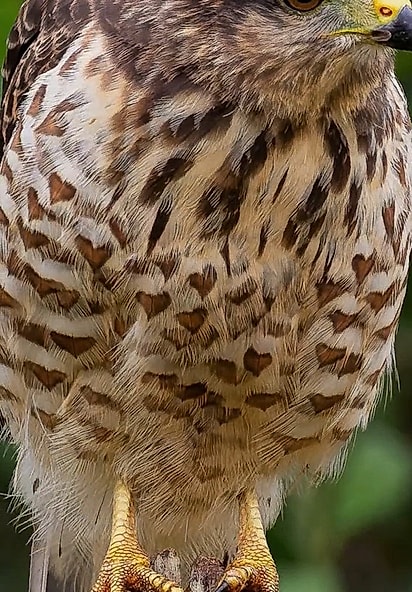 O registro mostra os corações desenhados nas penas do gavião-carijó.