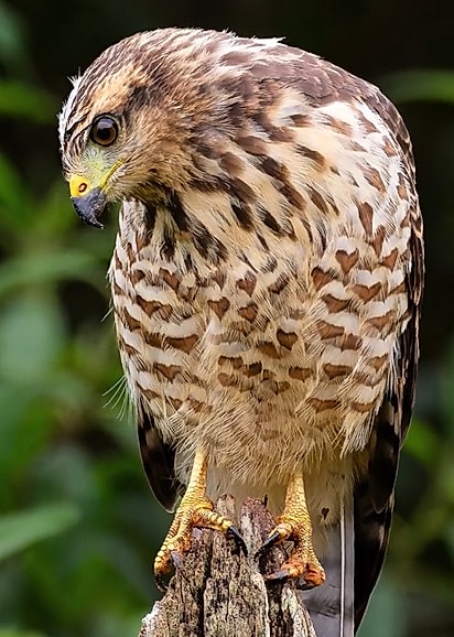 Registro que Vinícius Köhn fez de um gavião-carijó.