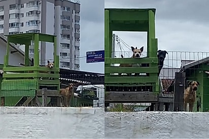 “Você está sendo observado”: Cães observam vizinhança do alto do muro e viralizam nas redes.